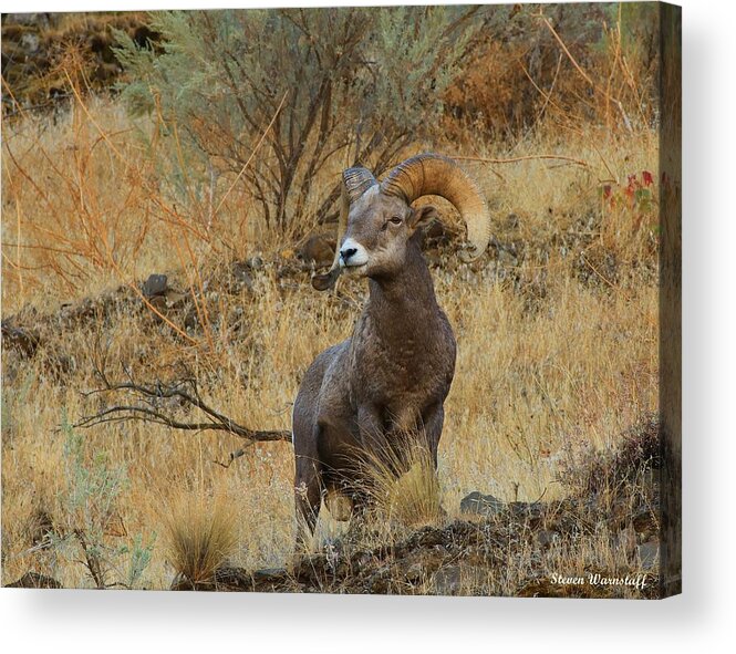 Oregon Acrylic Print featuring the photograph On Guard by Steve Warnstaff