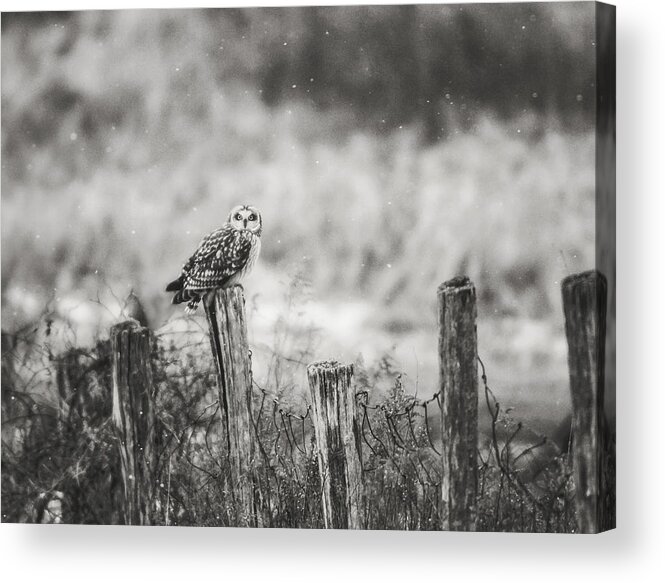 Black And White Acrylic Print featuring the photograph On The Fence BW by Carrie Ann Grippo-Pike