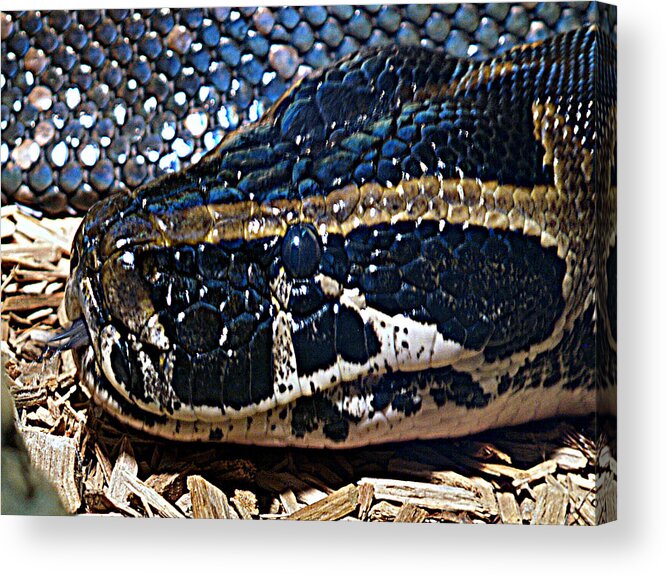 Snake Acrylic Print featuring the photograph On The Hunt by Bob Johnson