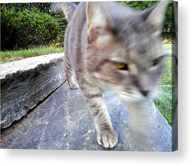 Cat Acrylic Print featuring the photograph On the Prowl by Christopher Brown