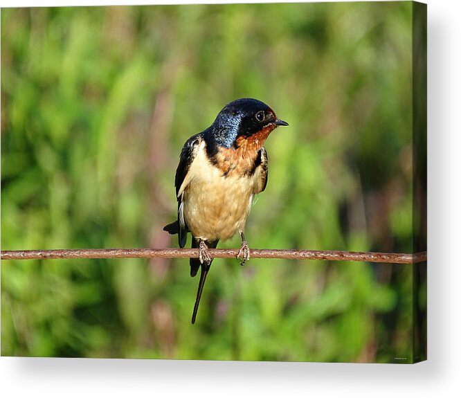 On The Wire Acrylic Print featuring the photograph On the Wire 3 by Dark Whimsy