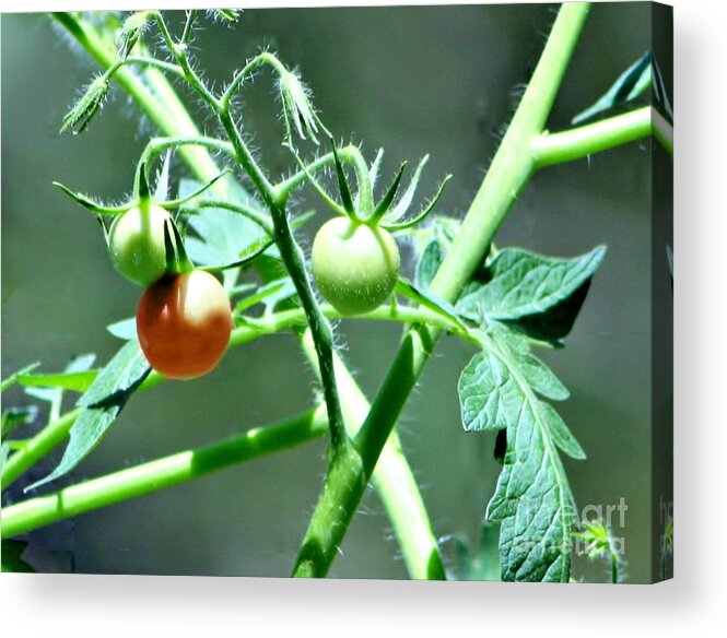 Tomatoes Acrylic Print featuring the photograph On Their Way by Barbara S Nickerson