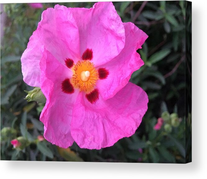  Acrylic Print featuring the photograph One Perfect Pink by Dottie Visker