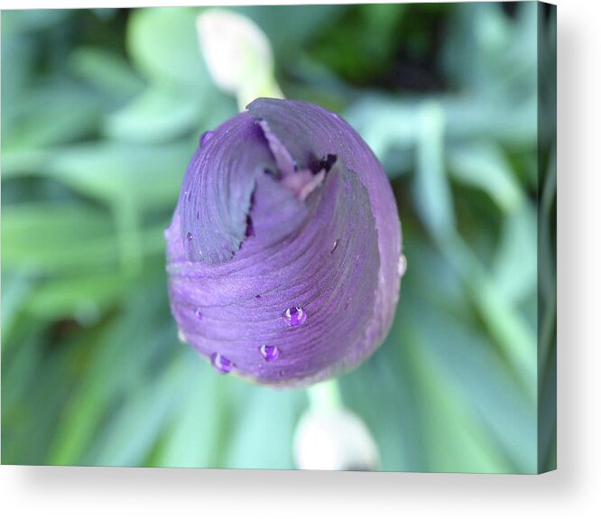 Iris Unopened Bloom Blossom Closed Bearded Purple Lavender Violet Droplets Rain Dew Macro Isolated New Acrylic Print featuring the photograph Opening Soon by Leon DeVose