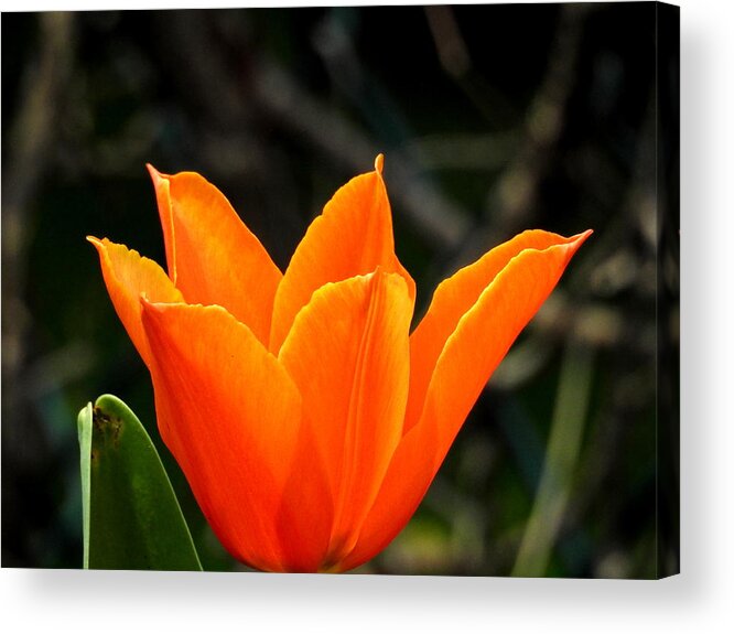 Orange Acrylic Print featuring the photograph Orange Bloom by Betty-Anne McDonald