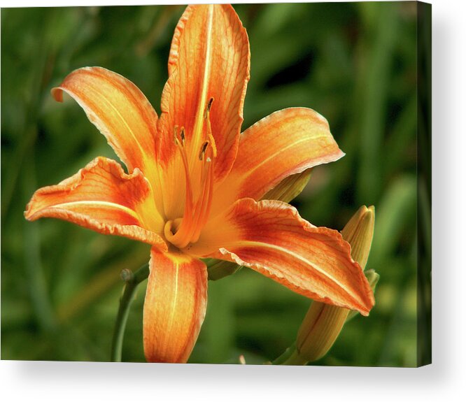 Lily Acrylic Print featuring the photograph Orange Delight by Lisa Blake