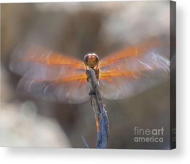 Nature Acrylic Print featuring the photograph Dragonfly 4 by Christy Garavetto