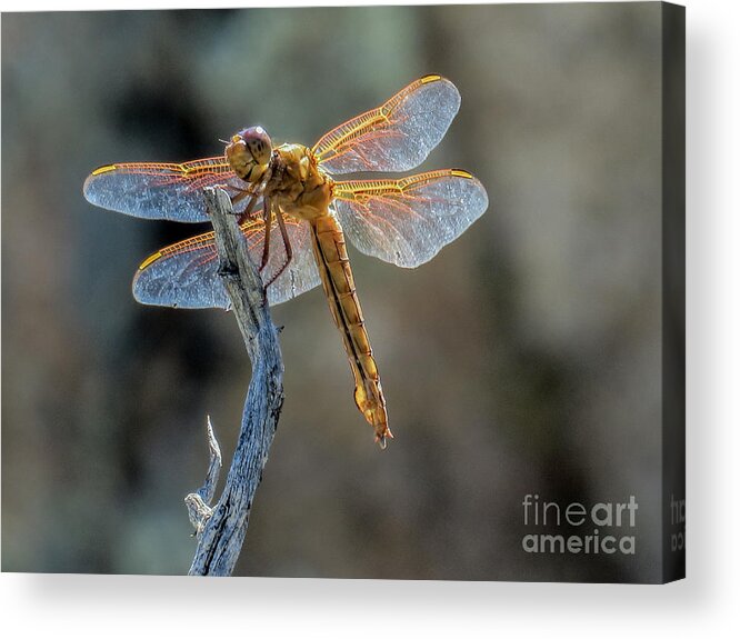 Nature Acrylic Print featuring the photograph Dragonfly 6 by Christy Garavetto