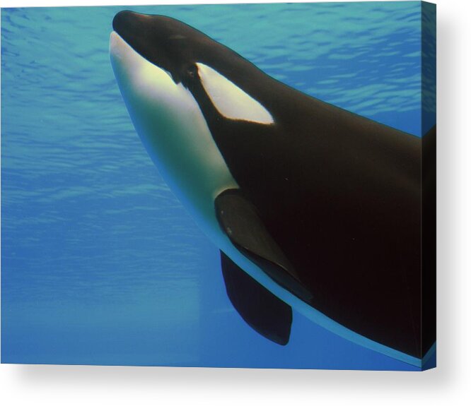 Whale Acrylic Print featuring the photograph Orca by Meagan Visser