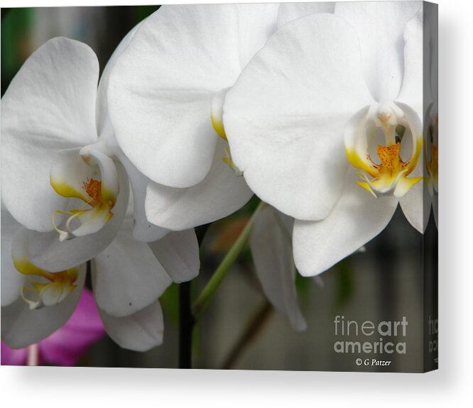 Patzer Acrylic Print featuring the photograph Orchid Day by Greg Patzer