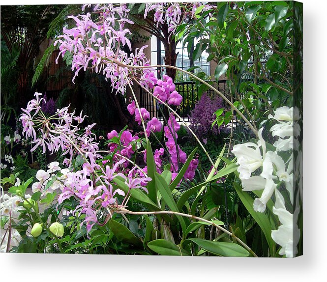 Blooming Moth Orchid Art Print Acrylic Print featuring the photograph Orchid Sprays in the Atrium by Susan Maxwell Schmidt