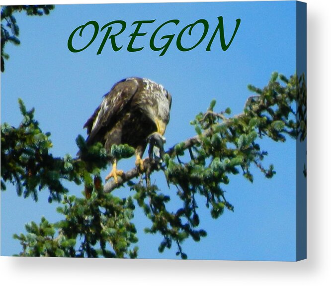 Eagles Acrylic Print featuring the photograph Oregon Eagle with Bird by Gallery Of Hope 