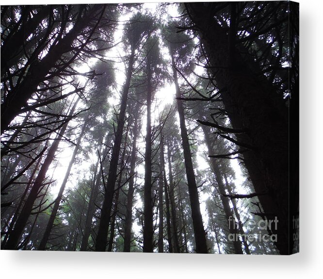 Oregon Pine Tops 2 Acrylic Print featuring the photograph Oregon Pine Tops 2 by Paddy Shaffer