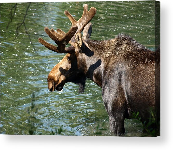 Wildlife Acrylic Print featuring the photograph Out For Lunch by DeeLon Merritt