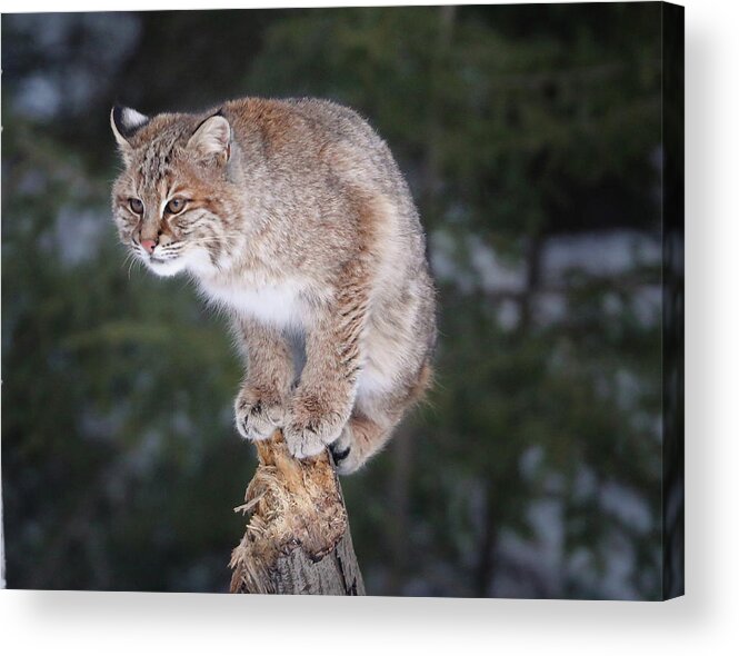 Bobcat Acrylic Print featuring the photograph Out On A Limb by Duane Cross