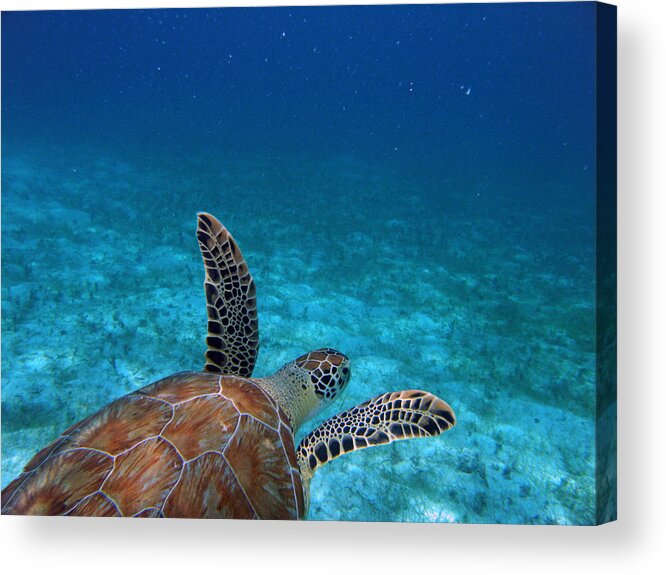Green Sea Turtle Acrylic Print featuring the photograph Out To Sea by Kimberly Mohlenhoff