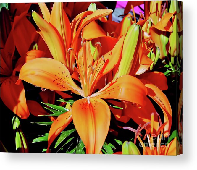 Orange Acrylic Print featuring the photograph Outstanding Orange Tiger Lilies by D Hackett