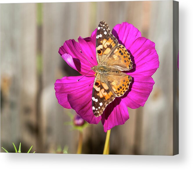 Painted Lady Butterfly Acrylic Print featuring the photograph Painted Lady 2017-4 by Thomas Young