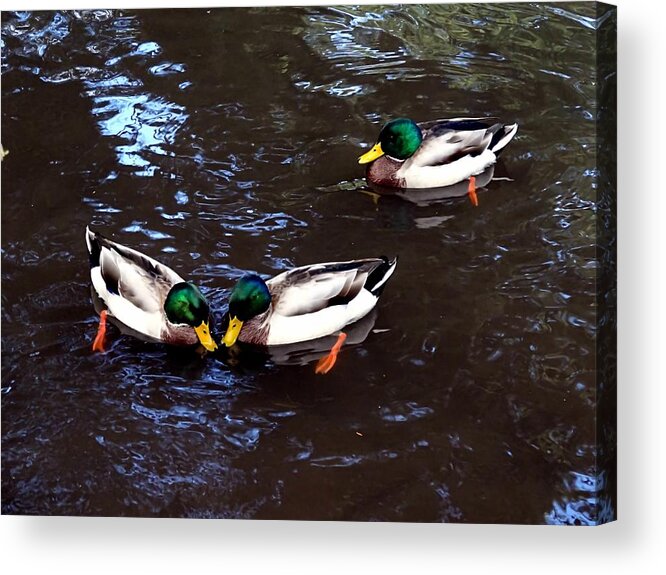 Mallard Acrylic Print featuring the photograph Pair Off In Threes by Nick Kloepping