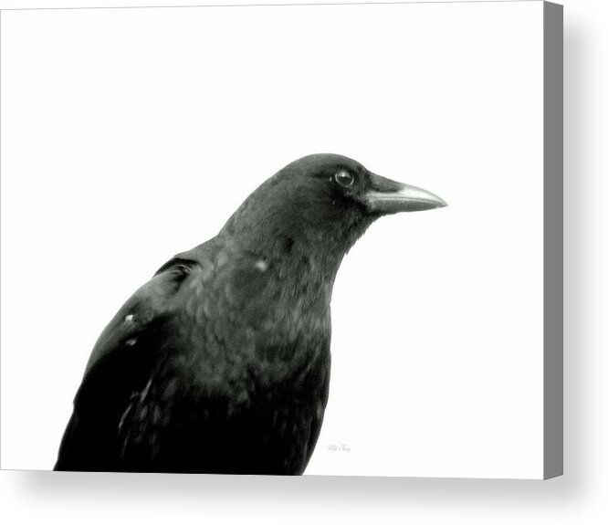 Crow Acrylic Print featuring the photograph Pallas by Wild Thing