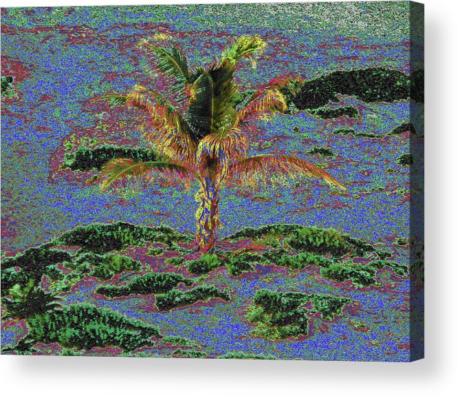 Palm Tree Acrylic Print featuring the photograph Palm 1004 by Corinne Carroll