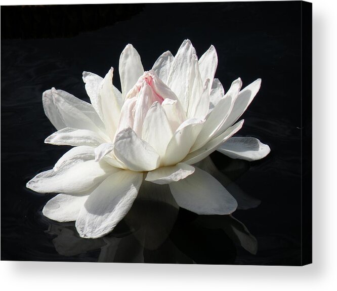 Water Lily Acrylic Print featuring the photograph Paper White by Rosalie Scanlon