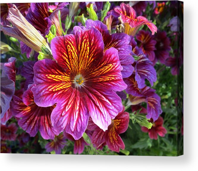 Cascade Acrylic Print featuring the photograph Paragon by Rosita Larsson