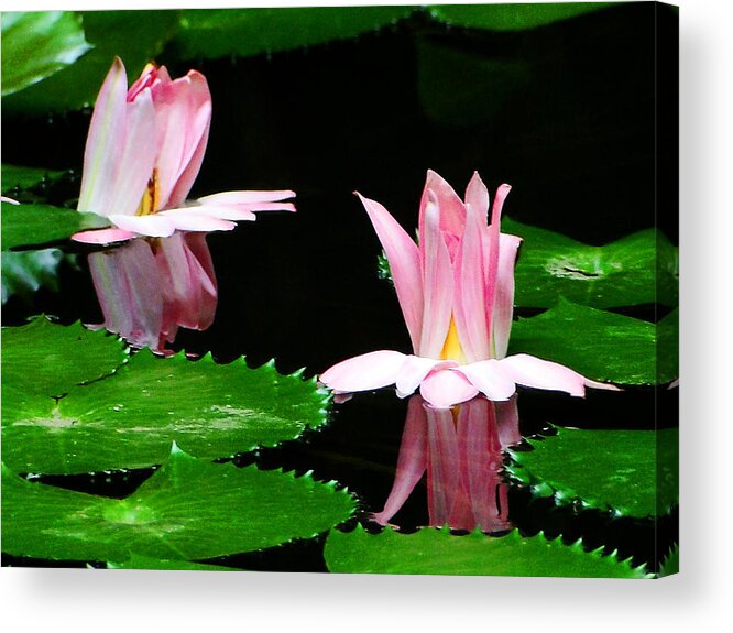 Water Lily Acrylic Print featuring the photograph Pasionate Glow by Blair Wainman