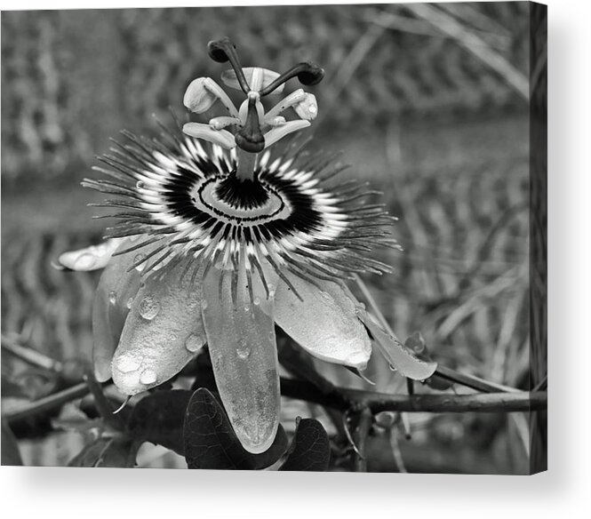 Passion Flower Acrylic Print featuring the photograph Passion Flower and Raindrops by Jeff Townsend