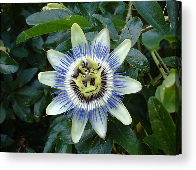 Flora Acrylic Print featuring the photograph Passion flower by Susan Baker