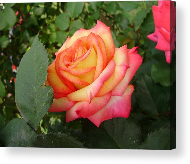 Roses Acrylic Print featuring the photograph Passionate Morning by Anjel B Hartwell