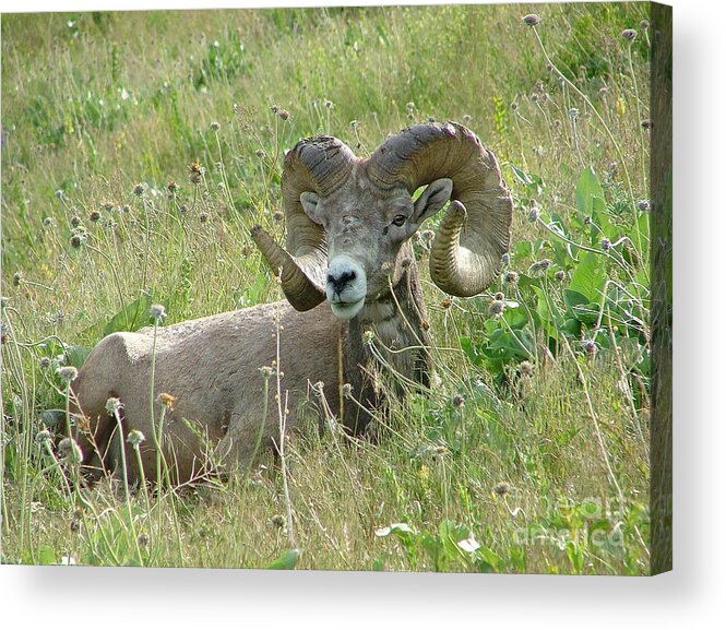� Katie Lasalle-lowery big Sky Country rocky Mountain Bighorn Sheep Ram Rocky Mountain Bighorn Sheep Ram Massive Horns Damaged Scars Weary Rest Afternoon Evening Peaceful Battle Marked Arrowleaf Balsamroot Seed Heads Broomed Horn Mementos Marks Acrylic Print featuring the photograph Peaceful Easy Feeling by Katie LaSalle-Lowery