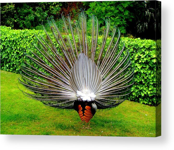 Peacock Acrylic Print featuring the photograph Peacock's Tail by Roberto Alamino