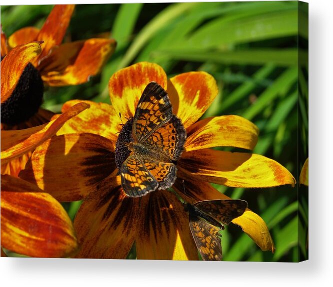 Butterfly Acrylic Print featuring the photograph Pearl Crescent by Carl Moore