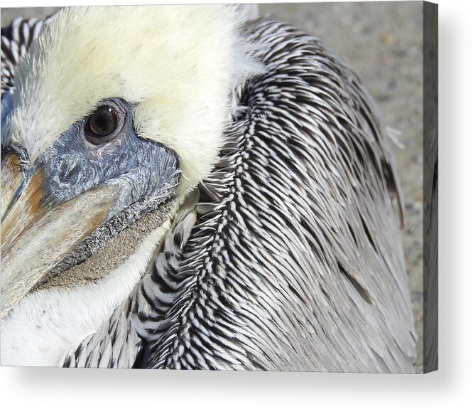 Pelican Acrylic Print featuring the photograph Pelican Alert by Jan Gelders