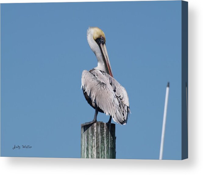 Pelican Acrylic Print featuring the photograph Pelican Side Pose by Judy Waller
