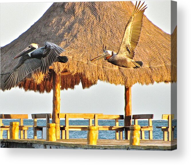 Birds Acrylic Print featuring the photograph Pelicans in flight by Sean Griffin