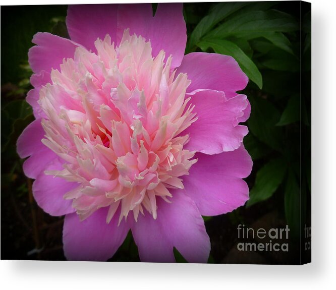 Beauty Acrylic Print featuring the photograph Peony Bowl of Beauty by Lingfai Leung