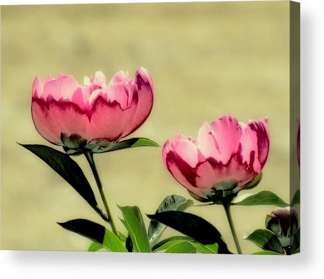 Peony Acrylic Print featuring the photograph Peony Pair - Enhanced by MTBobbins Photography