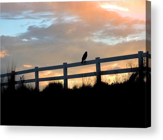 Hawk Acrylic Print featuring the photograph Perched Hawk by Connor Beekman