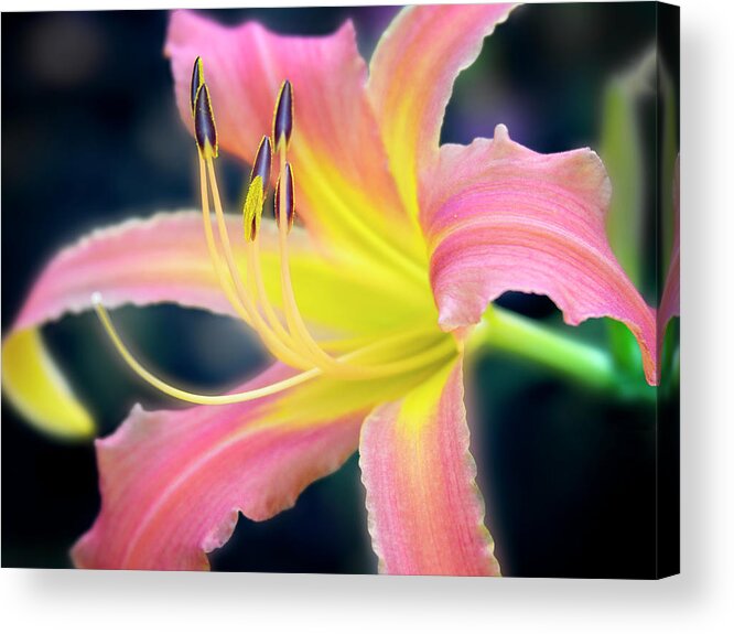 Beautiful Acrylic Print featuring the photograph Perfection of a bloom. by Usha Peddamatham