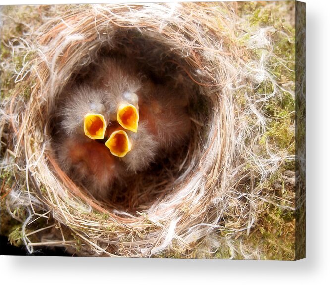 Baby Birds Acrylic Print featuring the photograph Phoebe Babies by Angie Rea