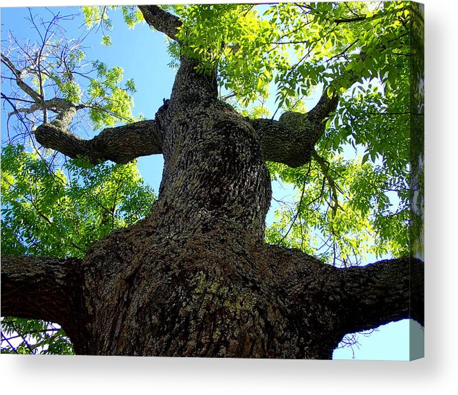 Tree Acrylic Print featuring the photograph Pickity Tree by Lois Lepisto