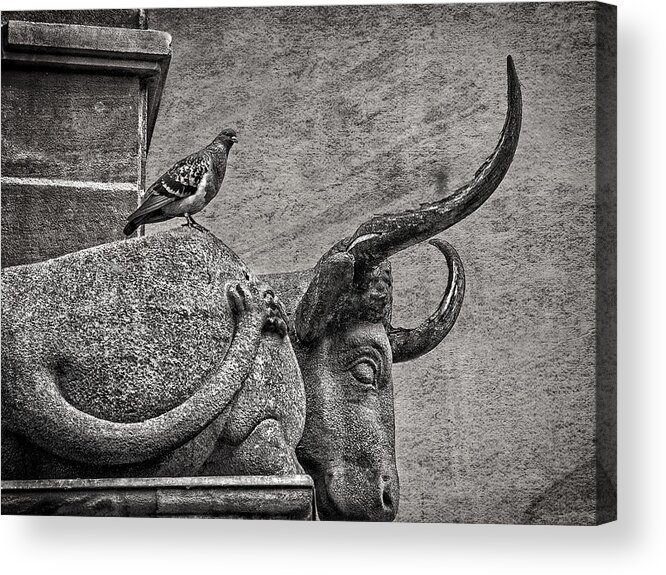 Bull Acrylic Print featuring the photograph Pigeon and Sleeping Stone Bull by Phil Cardamone