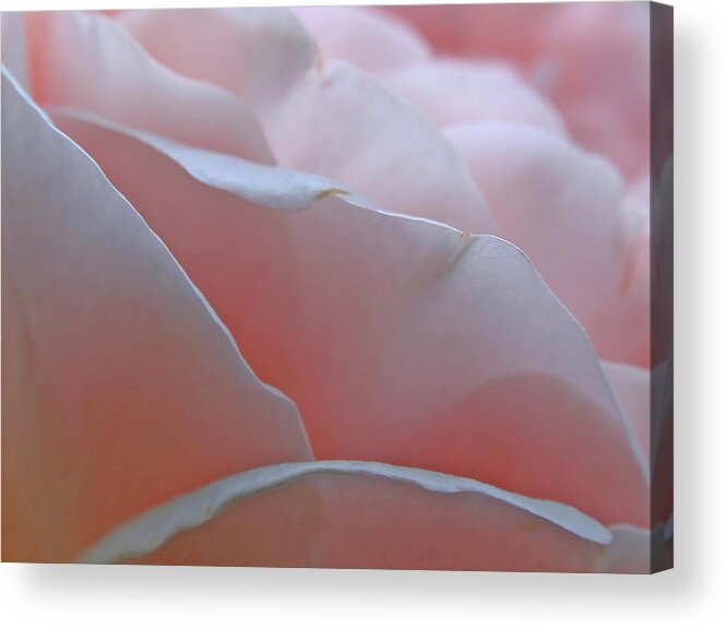 Rose Acrylic Print featuring the photograph Pillow Petals by Juergen Roth