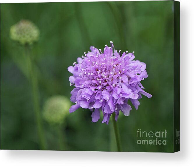 Pincushion Acrylic Print featuring the photograph Pinchsion Flower by Robert E Alter Reflections of Infinity