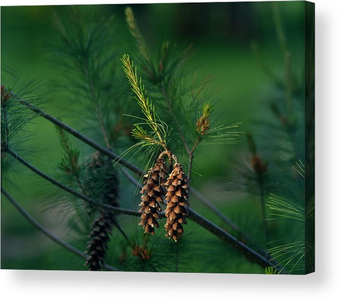 Pine Cones Acrylic Print featuring the photograph Pine Cones at Dusk by Jamieson Brown
