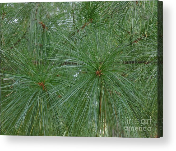 #pine Close Up #pine Needle Close #pine Tree Photograph #pine Needle Design #pine Needle Photograph Acrylic Print featuring the photograph Pine Needles by Daun Soden-Greene