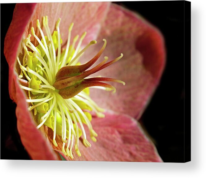 Lenten Rose Acrylic Print featuring the photograph Pink Hellebores by Inge Riis McDonald