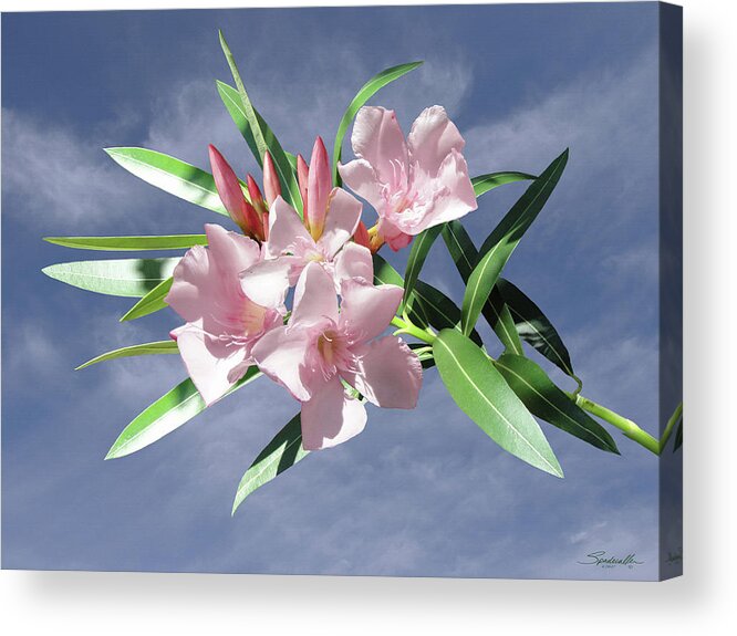 Oleander Acrylic Print featuring the digital art Pink Oleander by M Spadecaller